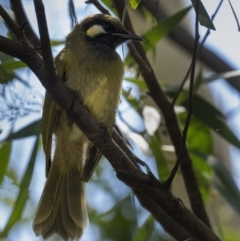 Nesoptilotis leucotis (White-eared Honeyeater) at Brindabella, NSW - 11 Feb 2021 by Gallpix