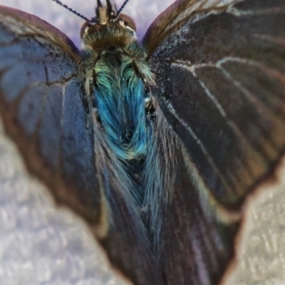 Zizina otis (Common Grass-Blue) at Melba, ACT - 8 Feb 2021 by Bron