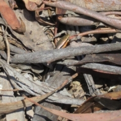Acritoscincus duperreyi (Eastern Three-lined Skink) at Cotter River, ACT - 11 Feb 2021 by Christine