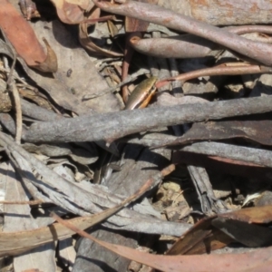 Acritoscincus duperreyi at Cotter River, ACT - 11 Feb 2021 01:20 PM