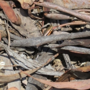 Acritoscincus duperreyi at Cotter River, ACT - 11 Feb 2021 01:20 PM