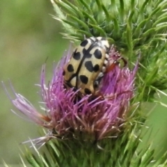 Neorrhina punctatum (Spotted flower chafer) at Cotter River, ACT - 10 Feb 2021 by JohnBundock