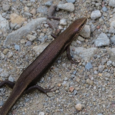 Pseudemoia entrecasteauxii (Woodland Tussock-skink) at Cotter River, ACT - 11 Feb 2021 by Christine