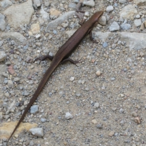 Pseudemoia entrecasteauxii at Cotter River, ACT - 11 Feb 2021