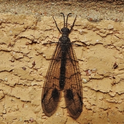 Glenoleon meteoricus (Patch-wing Glenoleon) at Wanniassa, ACT - 12 Feb 2021 by JohnBundock