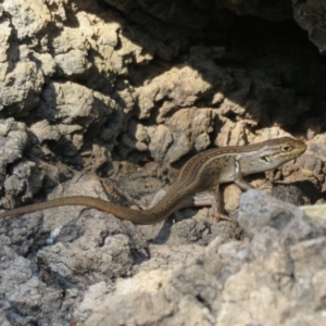 Liopholis whitii at Cotter River, ACT - 11 Feb 2021