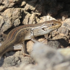 Liopholis whitii at Cotter River, ACT - 11 Feb 2021 05:05 PM