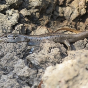 Liopholis whitii at Cotter River, ACT - 11 Feb 2021