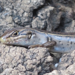 Liopholis whitii at Cotter River, ACT - 11 Feb 2021 05:05 PM