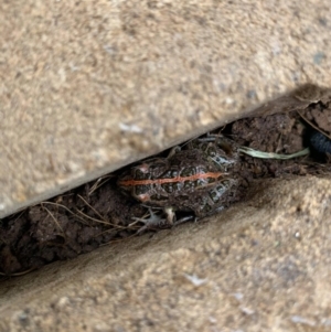 Limnodynastes tasmaniensis at Majura, ACT - 12 Feb 2021