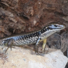 Eulamprus heatwolei (Yellow-bellied Water Skink) at Lower Cotter Catchment - 11 Feb 2021 by Christine