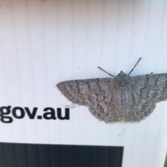 Crypsiphona ocultaria (Red-lined Looper Moth) at Lyneham, ACT - 10 Feb 2021 by Tapirlord