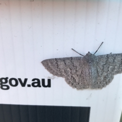 Crypsiphona ocultaria (Red-lined Looper Moth) at Lyneham, ACT - 11 Feb 2021 by Tapirlord