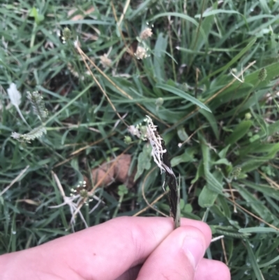 Ustilago cynodontis (Smut Fungus) at City Renewal Authority Area - 12 Feb 2021 by Tapirlord