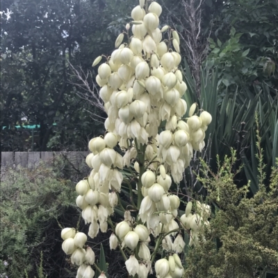 Yucca aloifolia (Spanish Bayonet) at Lyneham, ACT - 12 Feb 2021 by Tapirlord