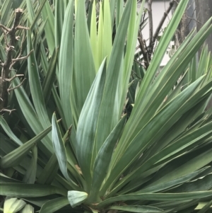 Yucca aloifolia at Lyneham, ACT - 12 Feb 2021