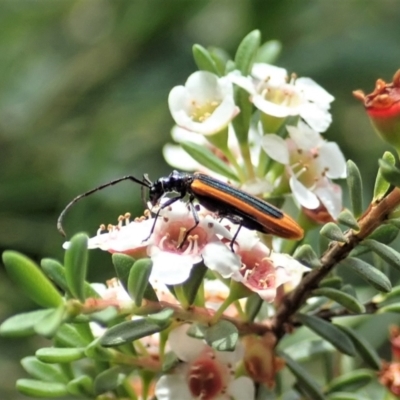 Stenoderus suturalis (Stinking Longhorn) at Cotter River, ACT - 3 Feb 2021 by CathB