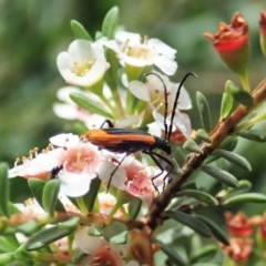 Stenoderus suturalis at Cotter River, ACT - 3 Feb 2021