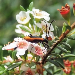 Stenoderus suturalis at Cotter River, ACT - 3 Feb 2021