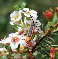 Stenoderus suturalis at Cotter River, ACT - 3 Feb 2021