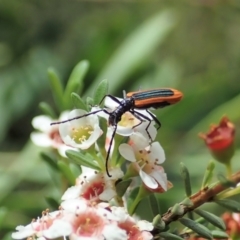 Stenoderus suturalis at Cotter River, ACT - 3 Feb 2021 03:18 PM