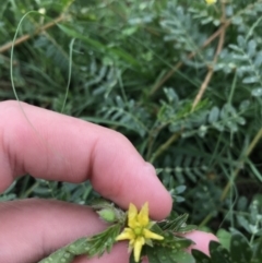 Tribulus terrestris (Caltrop, Cat-head) at Garran, ACT - 12 Feb 2021 by Tapirlord