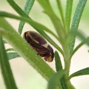 Bathyllus albicinctus at Cotter River, ACT - 3 Feb 2021