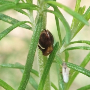 Bathyllus albicinctus at Cotter River, ACT - 3 Feb 2021