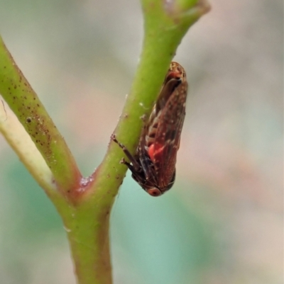 Katipo sp. (genus) (Leafhopper) at Cotter River, ACT - 3 Feb 2021 by CathB