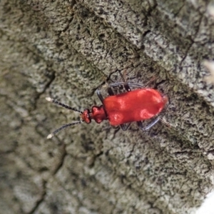 Lemodes coccinea at Cotter River, ACT - 3 Feb 2021 04:44 PM