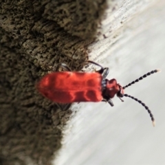 Lemodes coccinea at Cotter River, ACT - 3 Feb 2021 04:44 PM