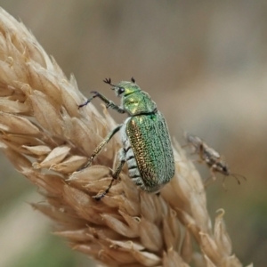 Diphucephala sp. (genus) at Cotter River, ACT - 3 Feb 2021