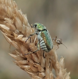 Diphucephala sp. (genus) at Cotter River, ACT - 3 Feb 2021