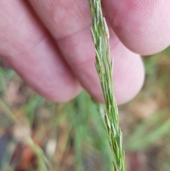 Eragrostis parviflora (Weeping Love Grass) at Hall Cemetery - 12 Feb 2021 by tpreston