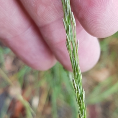 Eragrostis parviflora (Weeping Love Grass) at Hall, ACT - 12 Feb 2021 by trevorpreston