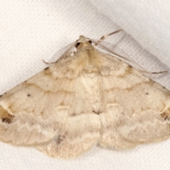 Syneora hemeropa (Ring-tipped Bark Moth) at Melba, ACT - 9 Feb 2021 by kasiaaus