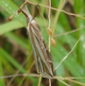 Hednota species near grammellus at Hall, ACT - 12 Feb 2021