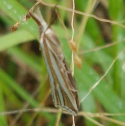 Hednota species near grammellus (Pyralid or snout moth) at Hall Cemetery - 12 Feb 2021 by tpreston