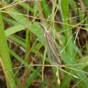 Hednota species near grammellus at Hall, ACT - 12 Feb 2021 03:55 PM