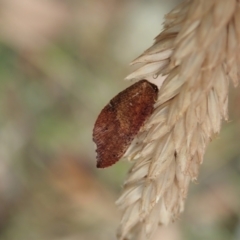 Drepanacra binocula (Notched brown lacewing) at Cotter River, ACT - 3 Feb 2021 by CathB