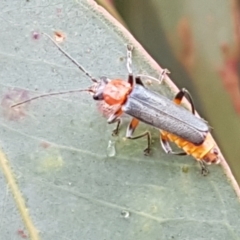 Chauliognathus tricolor (Tricolor soldier beetle) at Hall, ACT - 12 Feb 2021 by tpreston
