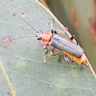 Chauliognathus tricolor (Tricolor soldier beetle) at Hall, ACT - 12 Feb 2021 by trevorpreston