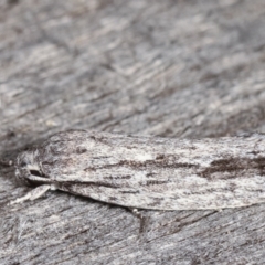 Agriophara platyscia (A Concealer moth) at Melba, ACT - 9 Feb 2021 by kasiaaus