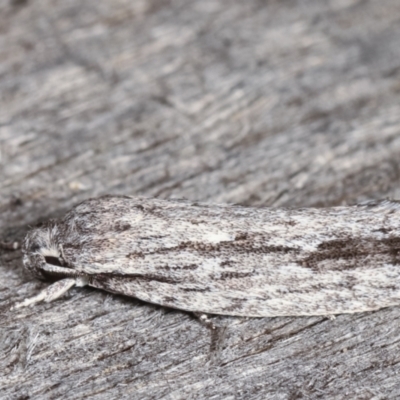 Agriophara platyscia (A Concealer moth) at Melba, ACT - 9 Feb 2021 by kasiaaus