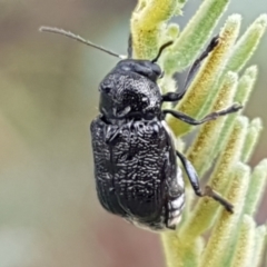 Aporocera (Aporocera) scabrosa (Leaf beetle) at Hall, ACT - 12 Feb 2021 by trevorpreston