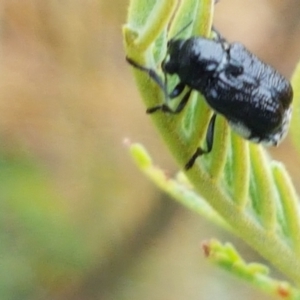 Aporocera (Aporocera) scabrosa at Hall, ACT - 12 Feb 2021 04:11 PM