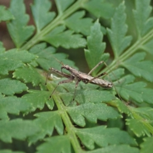 Nabidae sp. (family) at Cotter River, ACT - 3 Feb 2021