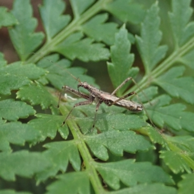 Nabidae sp. (family) (Damsel bug) at Cotter River, ACT - 3 Feb 2021 by CathB