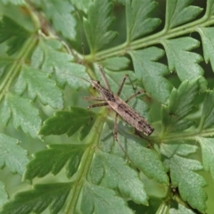 Nabidae sp. (family) at Cotter River, ACT - 3 Feb 2021 03:35 PM