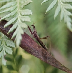 Nabidae sp. (family) at Cotter River, ACT - 3 Feb 2021